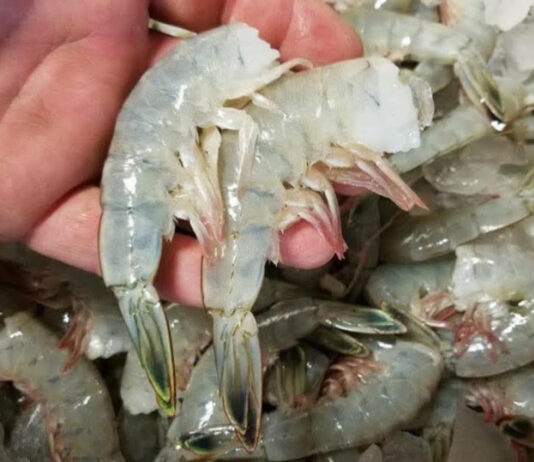 New S.C. law mandates restaurants publish origin of shrimp