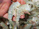 New S.C. law mandates restaurants publish origin of shrimp