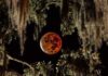 Blood moon lunar eclipse coming to sky on Thursday night Blood moon lunar eclipse coming to sky on Thursday night