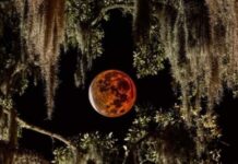 Blood moon lunar eclipse coming to sky on Thursday night Blood moon lunar eclipse coming to sky on Thursday night