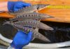 Spawning season underway for endangered Atlantic sturgeon