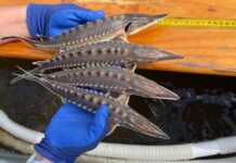 Spawning season underway for endangered Atlantic sturgeon