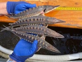 Spawning season underway for endangered Atlantic sturgeon