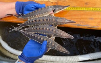 Spawning season underway for endangered Atlantic sturgeon