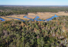 New 2,700 acre Chelsea State Forest opening soon in Beaufort area New 2,700 acre Chelsea State Forest opening soon in Beaufort area