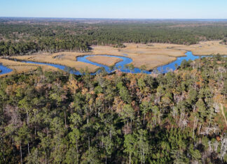 New 2,700 acre Chelsea State Forest opening soon in Beaufort area New 2,700 acre Chelsea State Forest opening soon in Beaufort area