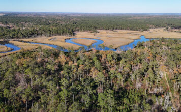 New 2,700 acre Chelsea State Forest opening soon in Beaufort area New 2,700 acre Chelsea State Forest opening soon in Beaufort area