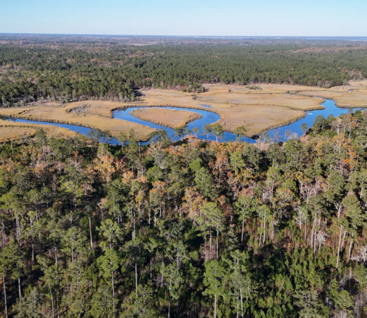 New 2,700 acre Chelsea State Forest opening soon in Beaufort area New 2,700 acre Chelsea State Forest opening soon in Beaufort area