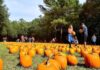 Holiday Farms Great Pumpkin Patch opens season October 2nd Holiday Farms Great Pumpkin Patch opens season October 2nd