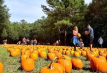 Holiday Farms Great Pumpkin Patch opens season October 2nd Holiday Farms Great Pumpkin Patch opens season October 2nd