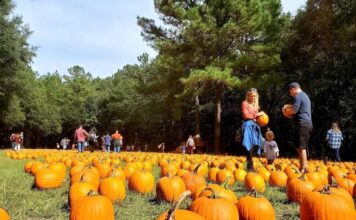 Holiday Farms Great Pumpkin Patch opens season October 2nd Holiday Farms Great Pumpkin Patch opens season October 2nd