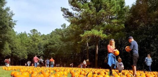 Holiday Farms Great Pumpkin Patch opens season October 2nd Holiday Farms Great Pumpkin Patch opens season October 2nd