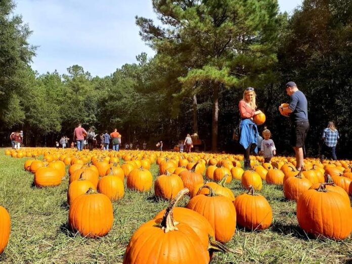 Holiday Farms Great Pumpkin Patch opens season October 2nd