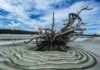 Hunting Island’s boneyard beach closed due to abnormal high tides Hunting Island's boneyard beach closed due to abnormal high tides