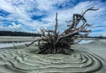 Hunting Island’s boneyard beach closed due to abnormal high tides Hunting Island's boneyard beach closed due to abnormal high tides