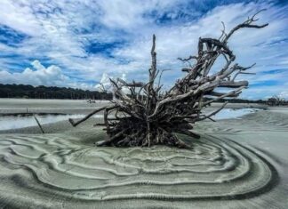 Hunting Island’s boneyard beach closed due to abnormal high tides Hunting Island's boneyard beach closed due to abnormal high tides