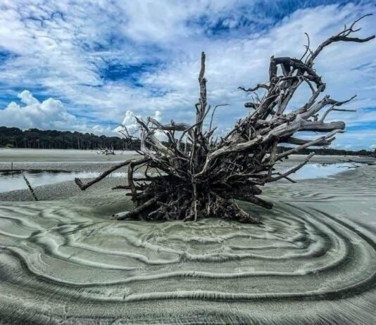 Hunting Island’s boneyard beach closed due to abnormal high tides Hunting Island's boneyard beach closed due to abnormal high tides