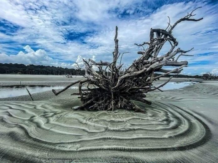 southbeachboneyardsabrinadutton Hunting Island's boneyard beach closed due to abnormal high tides
