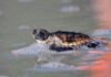 Hunting Island sets new record for sea turtle nests in 2026