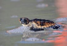 Hunting Island sets new record for sea turtle nests in 2026