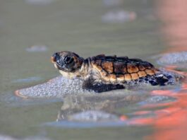 Hunting Island sets new record for sea turtle nests in 2026