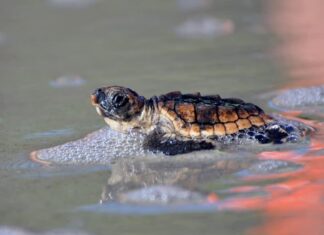 Hunting Island sets new record for sea turtle nests in 2026