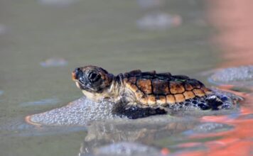 Hunting Island sets new record for sea turtle nests in 2026