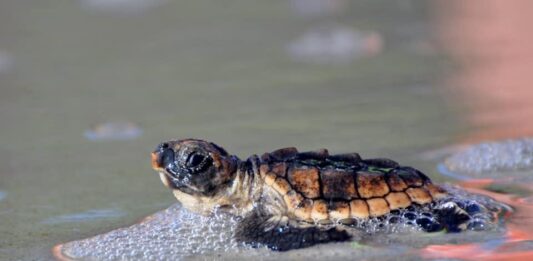 Hunting Island sets new record for sea turtle nests in 2026