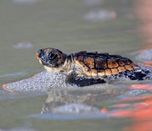 Hunting Island sets new record for sea turtle nests in 2026