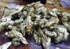 Beaufort named one of top destinations to enjoy incredible oysters