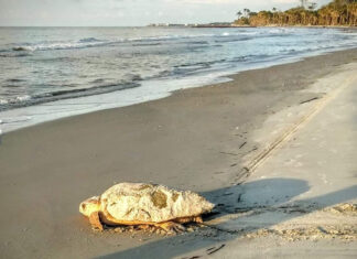 South Carolina beaches see near-record 2026 sea turtle nesting season South Carolina beaches see near-record 2026 sea turtle nesting season