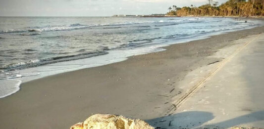 South Carolina beaches see near-record 2026 sea turtle nesting season South Carolina beaches see near-record 2026 sea turtle nesting season