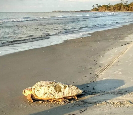 South Carolina beaches see near-record 2026 sea turtle nesting season South Carolina beaches see near-record 2026 sea turtle nesting season